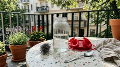 Kolibris im Garten: Der einfache Nektar aus zwei Zutaten – und worauf es wirklich ankommt