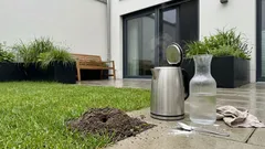 Ameisenhügel im Garten: Was kochendes Wasser sofort bewirkt – und warum er oft wieder da ist